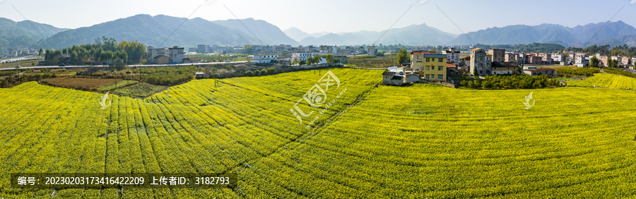 广西蒙山县蔬菜基地菜花盛开