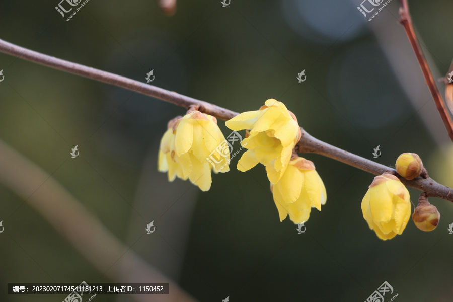 寒冬梅花香满庭