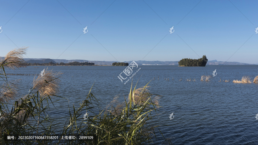 云南昆明滇池湿地蓝天水杉林