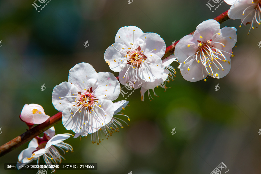 梅花特写