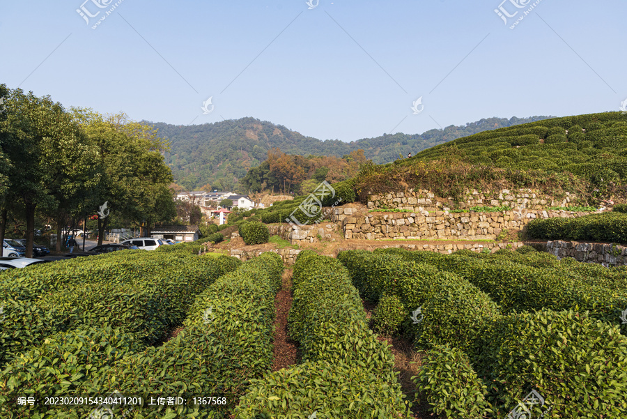 杭州茶山