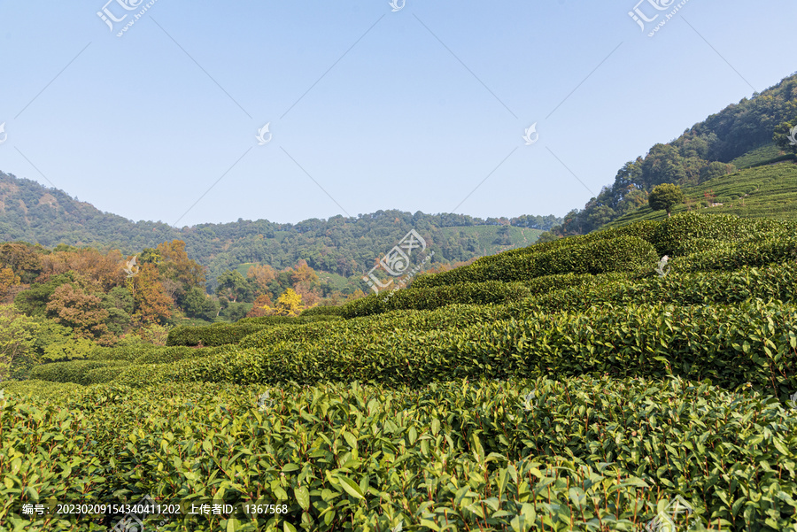 龙井茶山茶叶