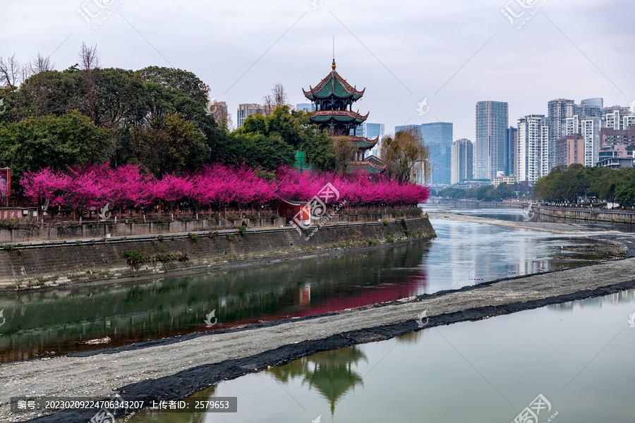 成都春天望江楼公园梅花