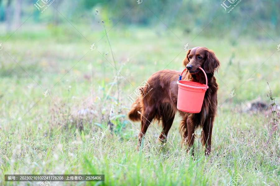 爱尔兰长毛猎犬