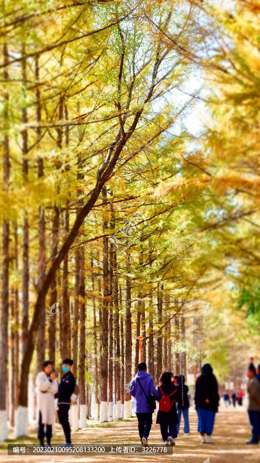 落叶松风景摄影