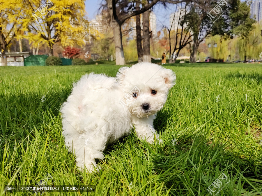 比熊犬