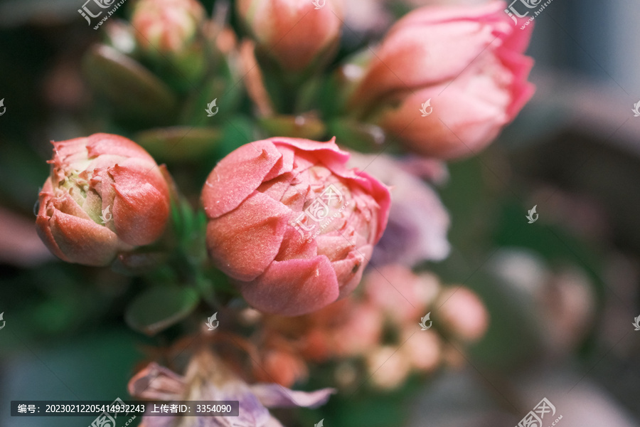 盛开的富贵花花朵