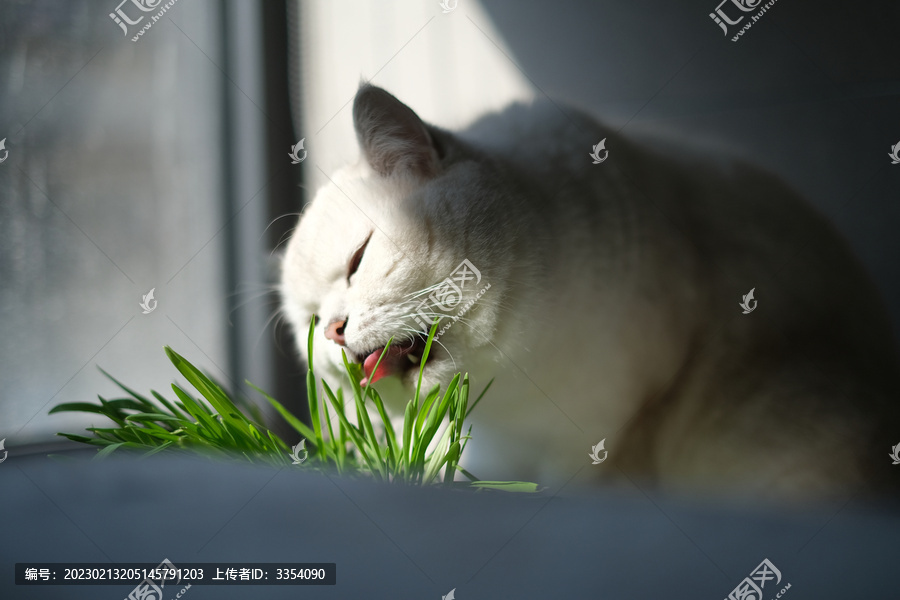 正在啃猫草的白色银点猫