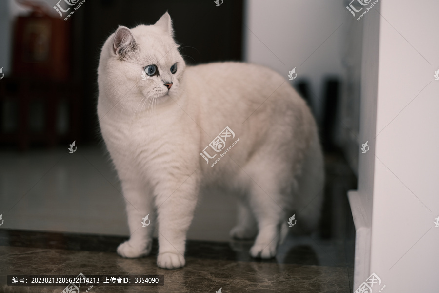 有着蓝色眼睛的白色小猫肖像