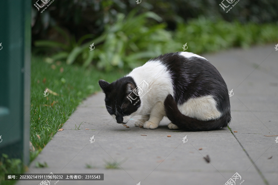 猫咪进食