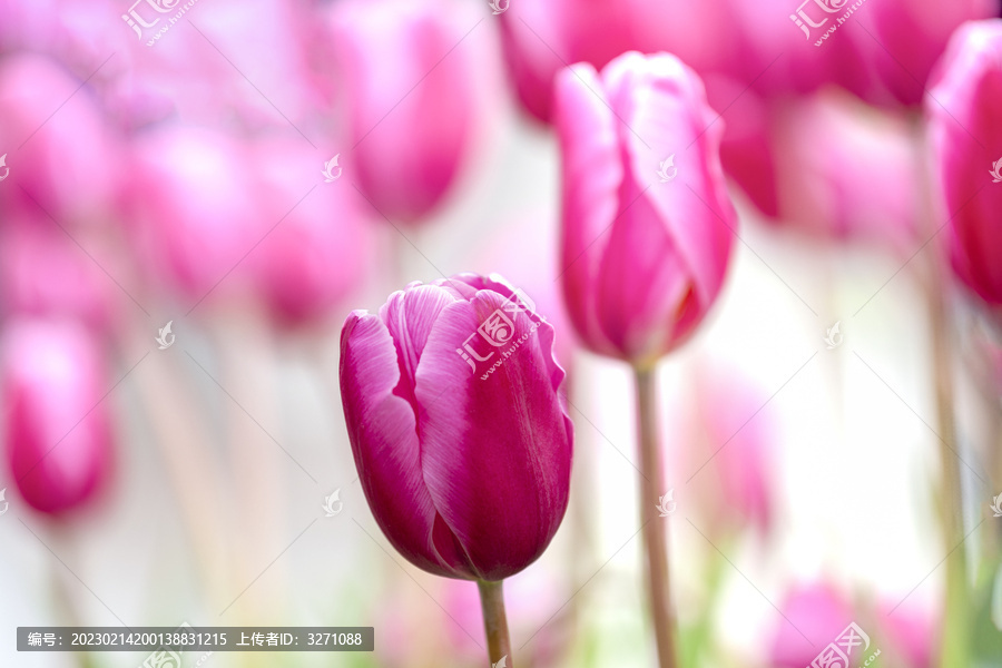 紫红色的郁金香花朵