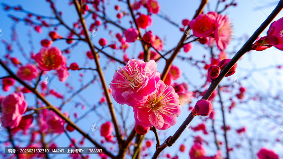 梅花开