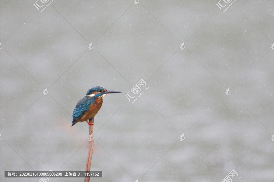 雨中的翠鸟