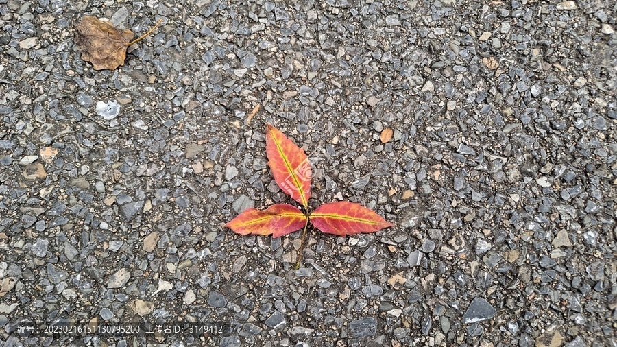 地面上美丽的树叶