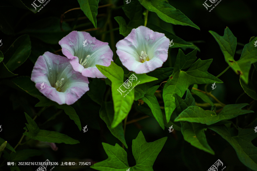 牵牛花的多面性