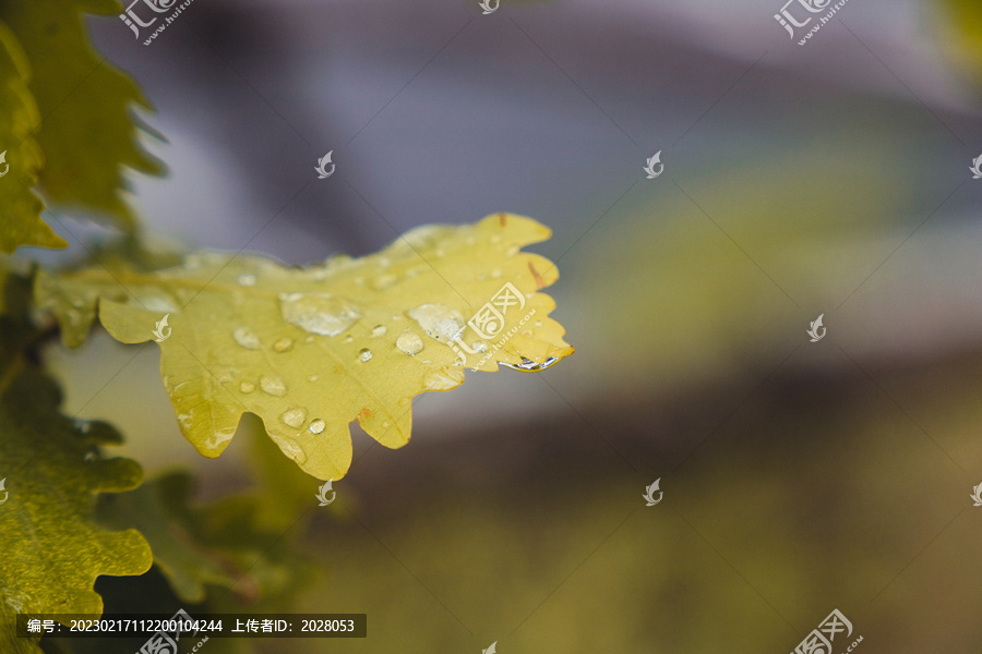 立秋时节沾满雨水的叶片