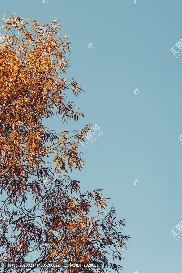 秋天的叶子与蓝天