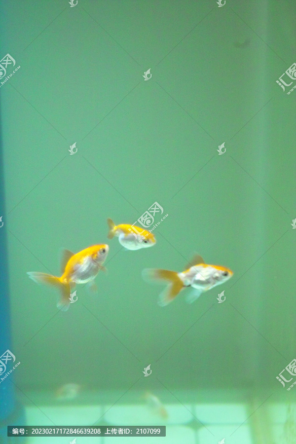 鱼缸和金鱼