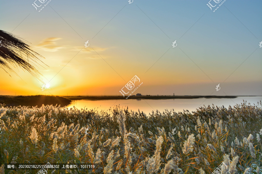 额济纳芦苇荡