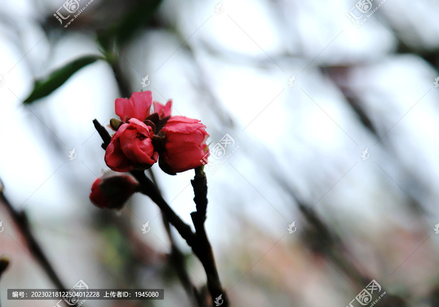 碧桃花苞