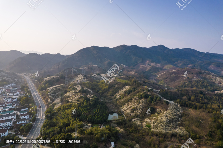 被漫山遍野的梅花环绕的村庄