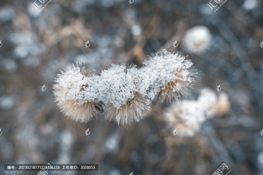 冬季雪景植物特写图片