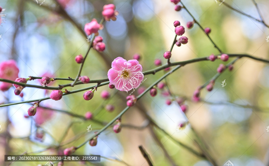 粉色梅花