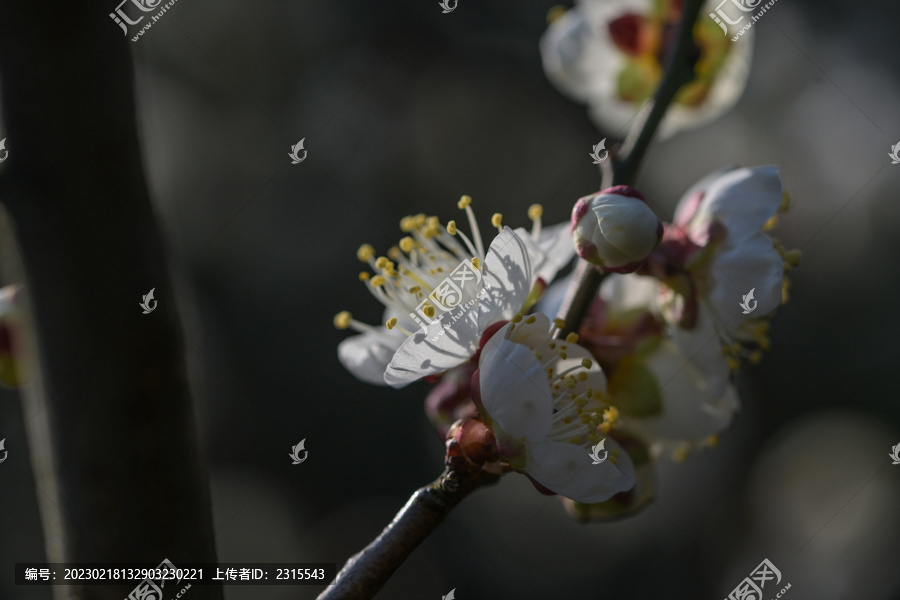 梅花特写