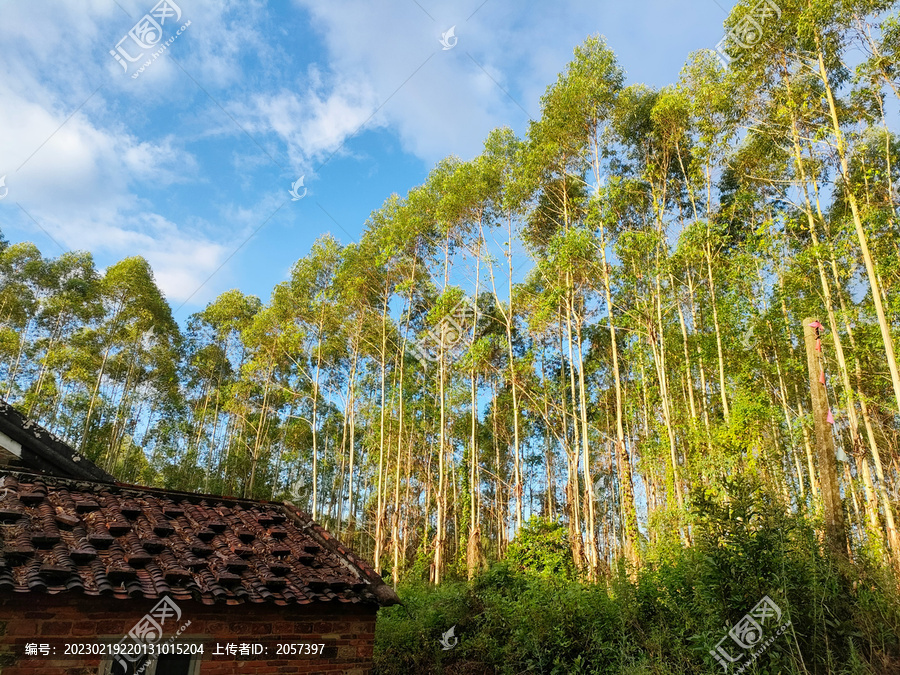 乡村风景