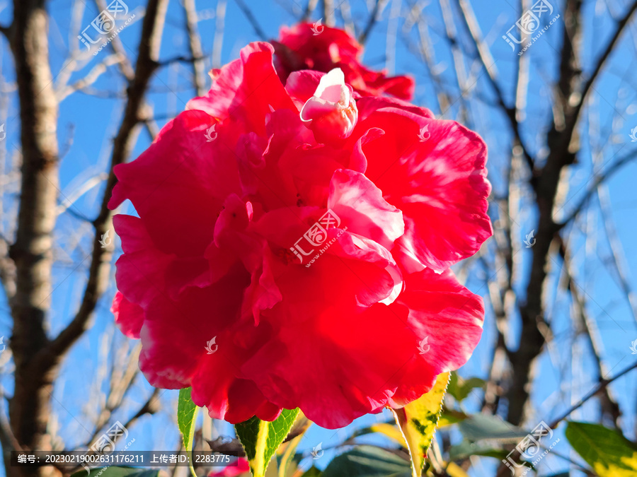 山茶花