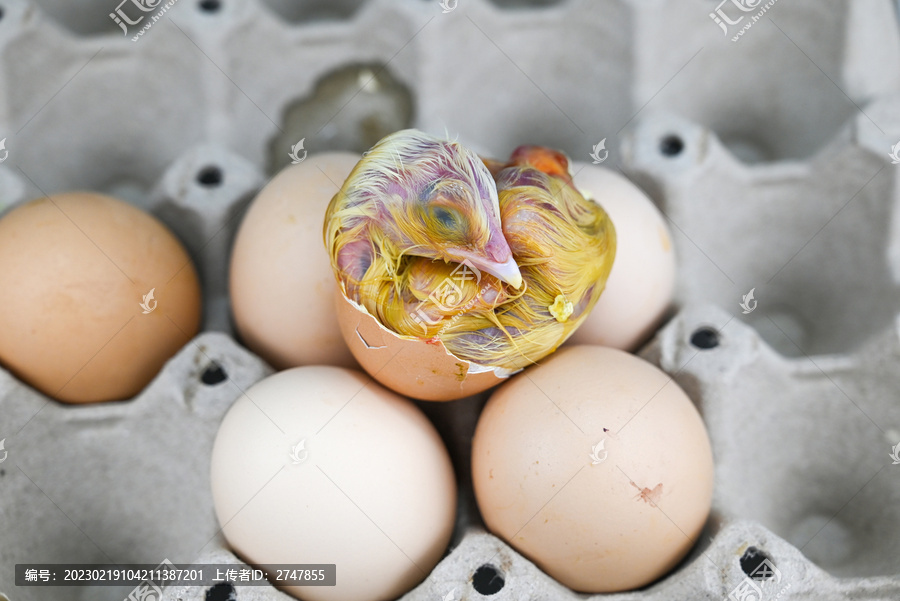 新鲜毛蛋小鸡活珠子胚胎蛋