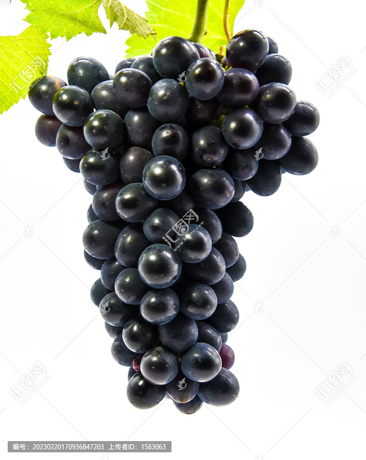 摩尔多瓦葡萄