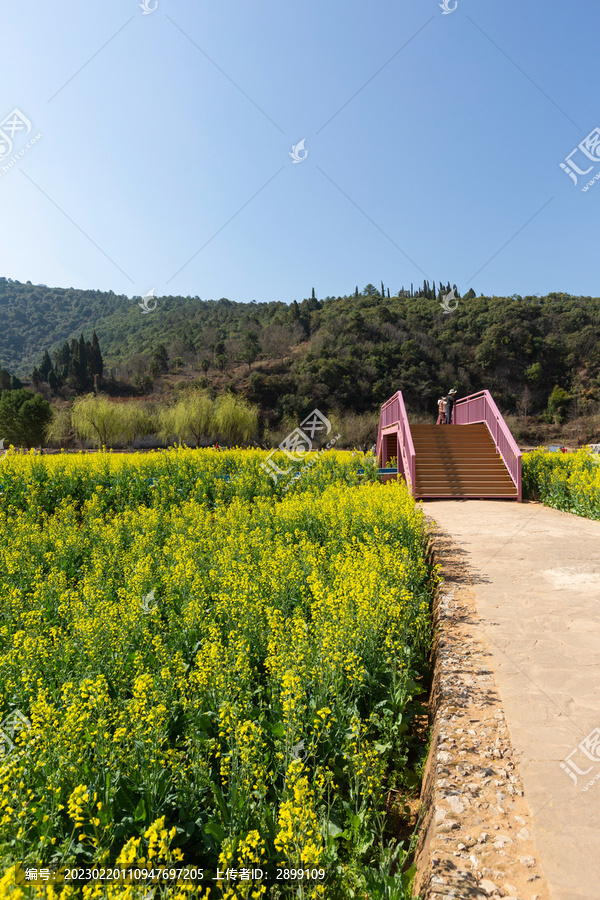 安宁金色螳川油菜花与小桥