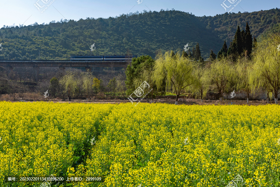 安宁金色螳川盛开油菜花风景