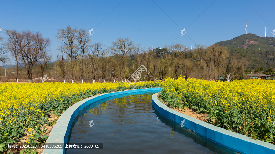 蓝天白云水渠盛开油菜花