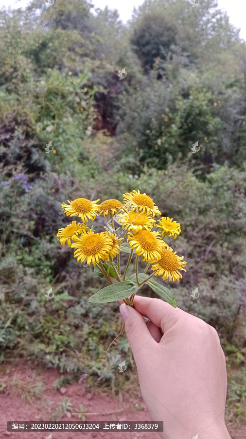 小黄花