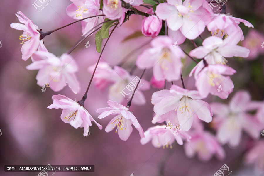 垂丝海棠花