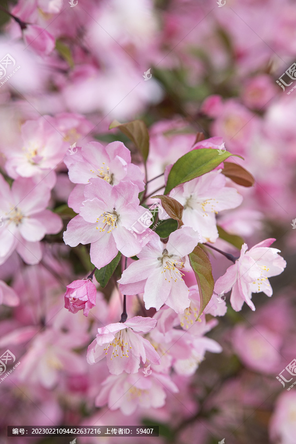 垂丝海棠花