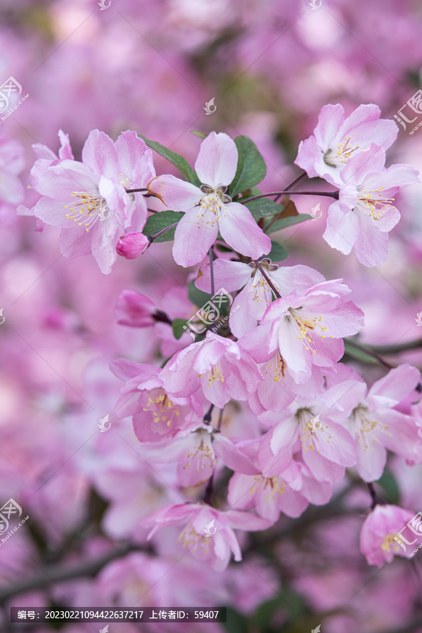 垂丝海棠花