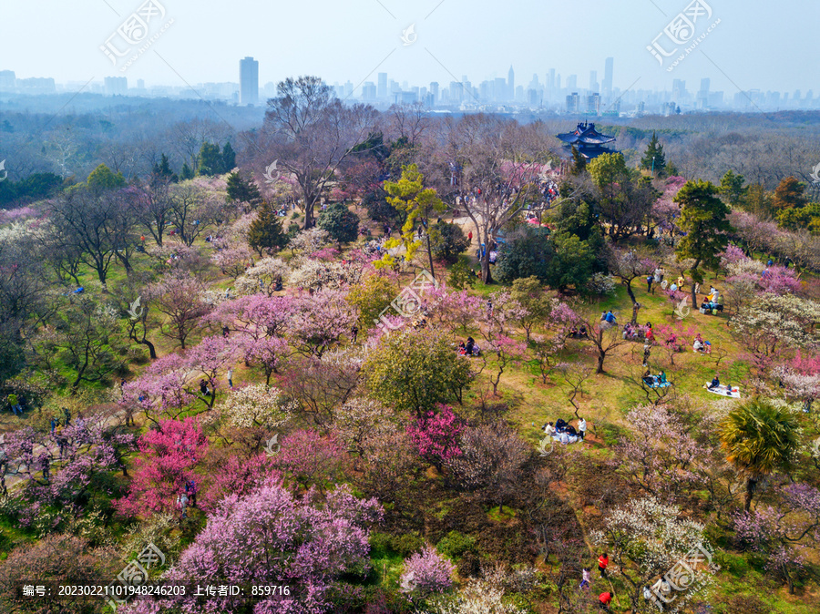 江苏省南京市梅花山春天