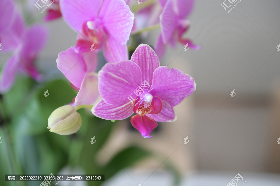 紫色蝴蝶兰