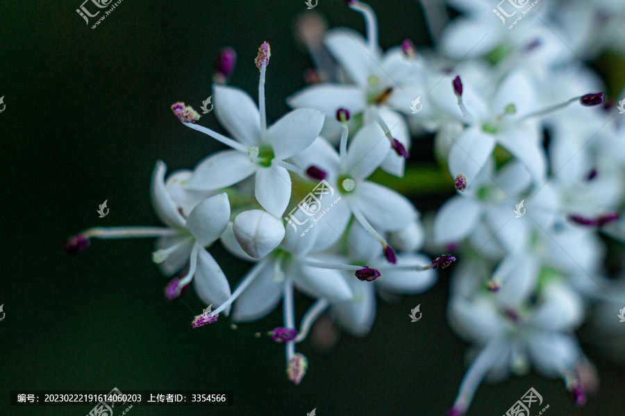 花卉特写