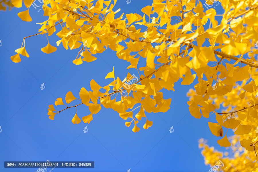 蓝天金色银杏树枝叶