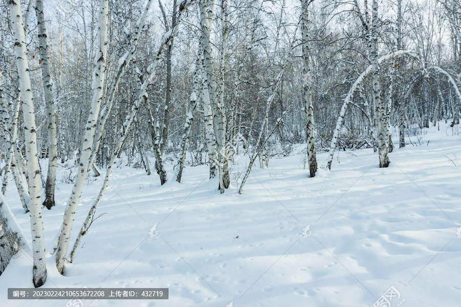 冬季大雪白桦树林