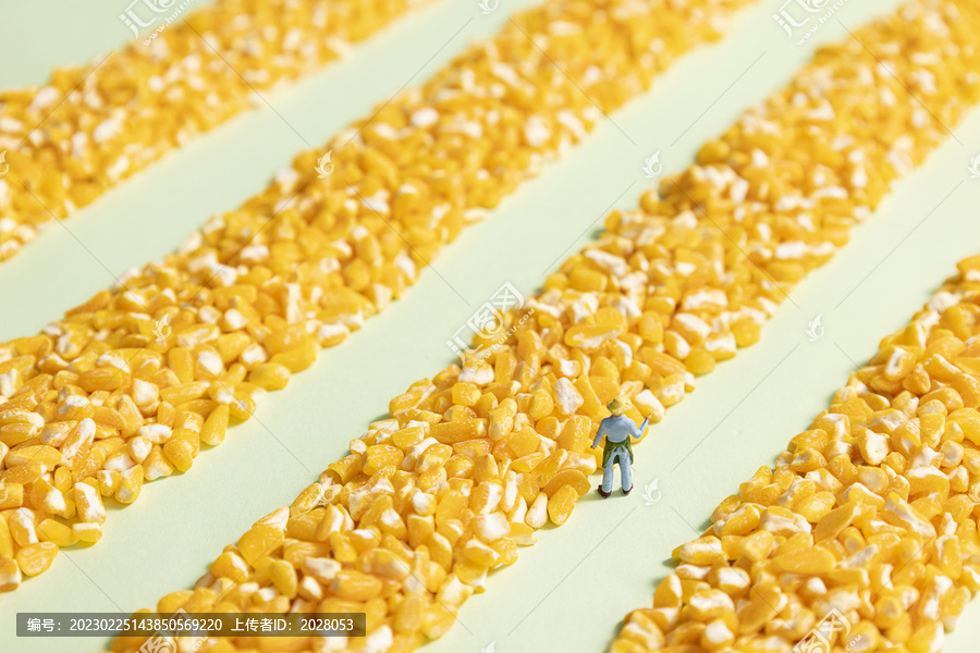玉米碎农民丰收微缩创意海报