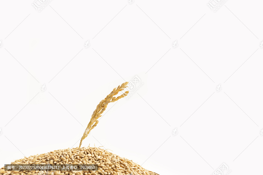 稻谷里插着一颗稻穗