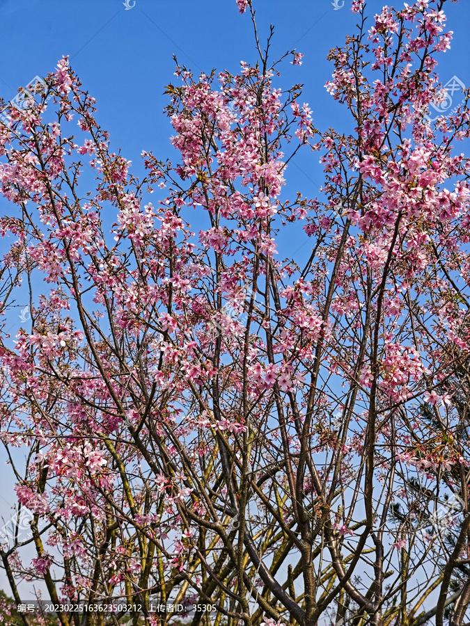 樱花