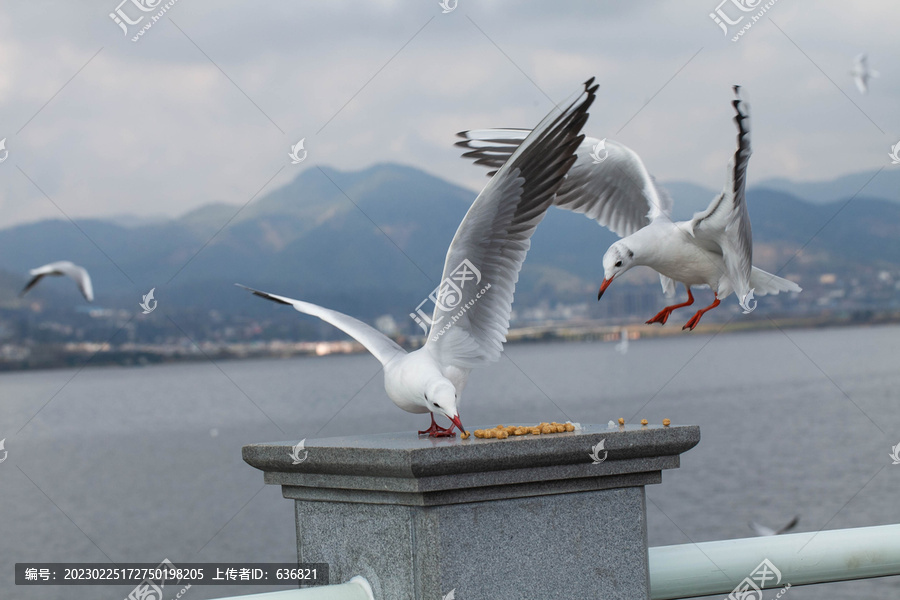 进食的海鸥