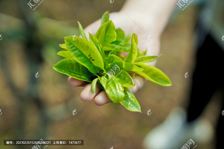 手捧茶叶