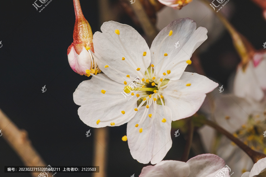 黑色背景下的樱桃花特写